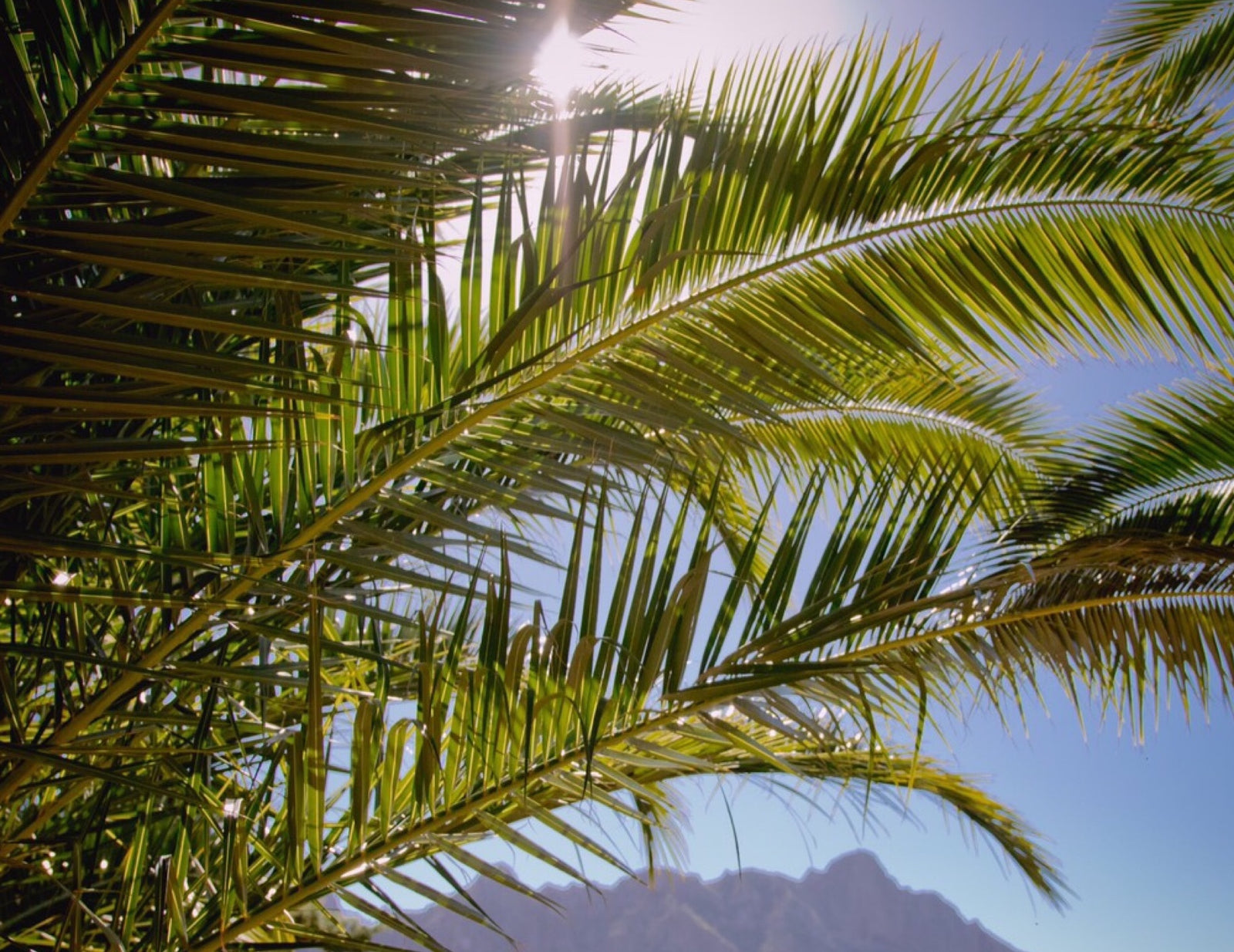 Makkelijke Ayurvedische Selfcare tips voor de zomer