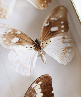 Gratitude Month, Week 1: introductie in dankbaarheid + journal vraag