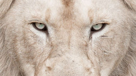 Lion’s Gate: een magische datum voor manifestatie & het vergroten van innerlijk leiderschap vanuit joy