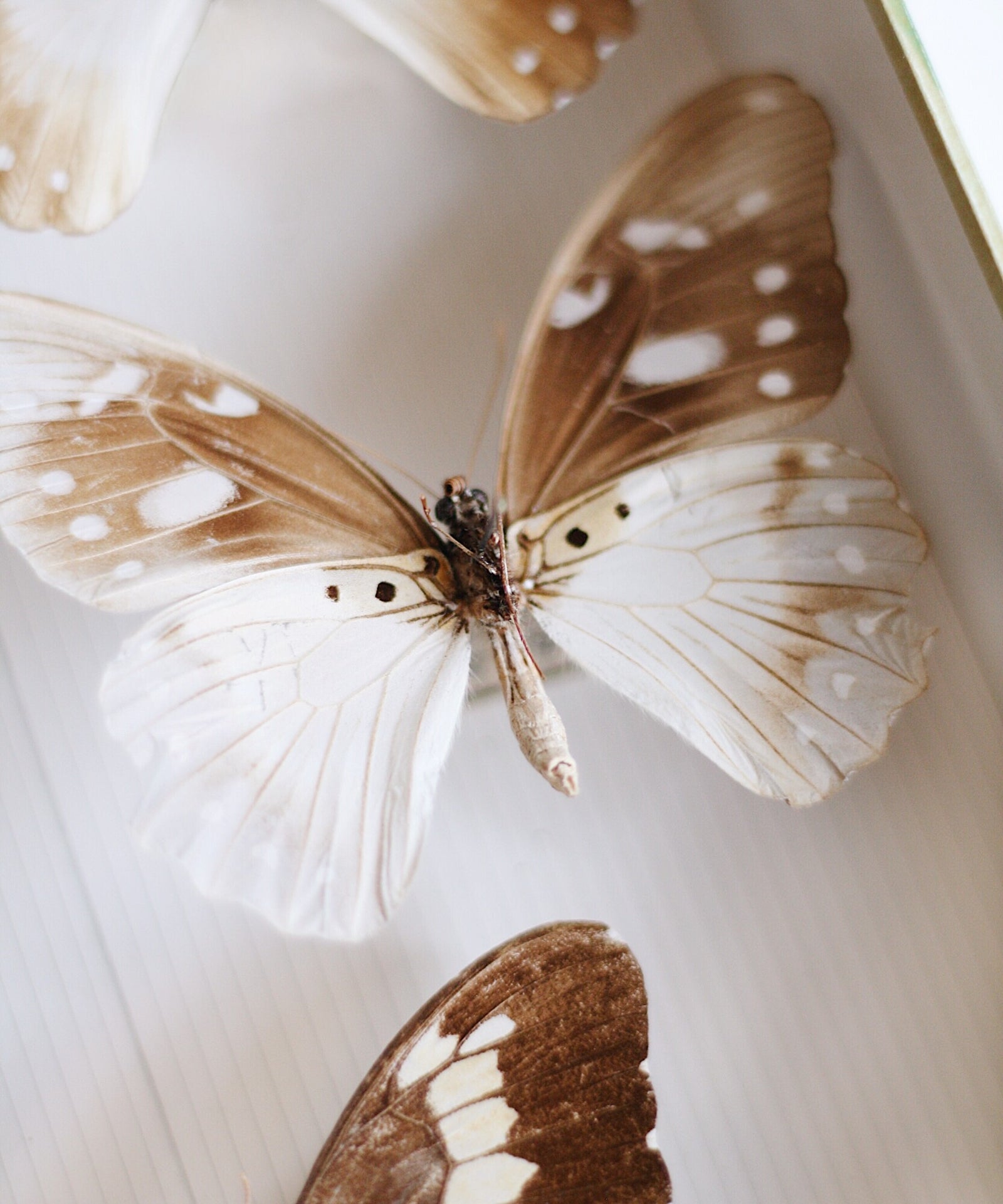 Gratitude Month, Week 1: introductie in dankbaarheid + journal vraag